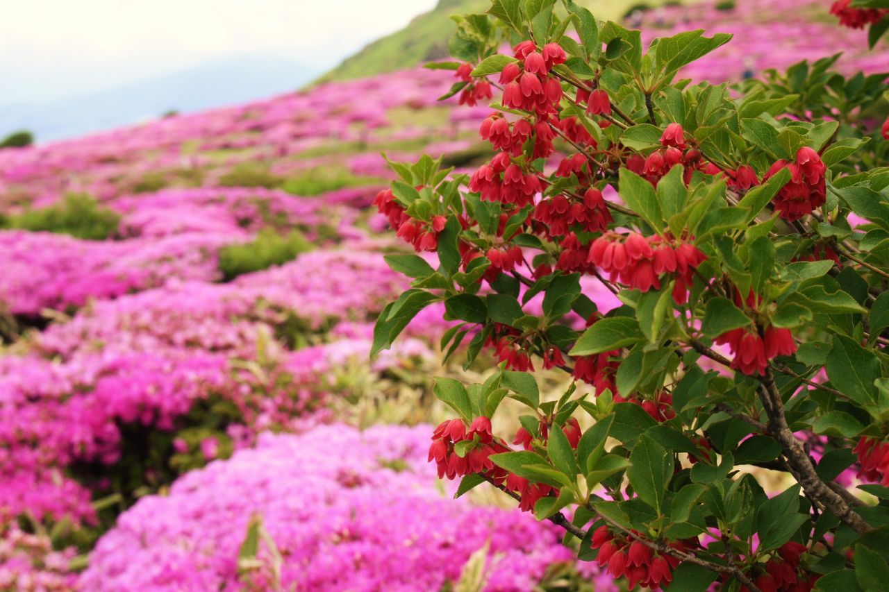 扇ヶ鼻のミヤマキリシマとドウダンツツジ 16 やまやま再発見