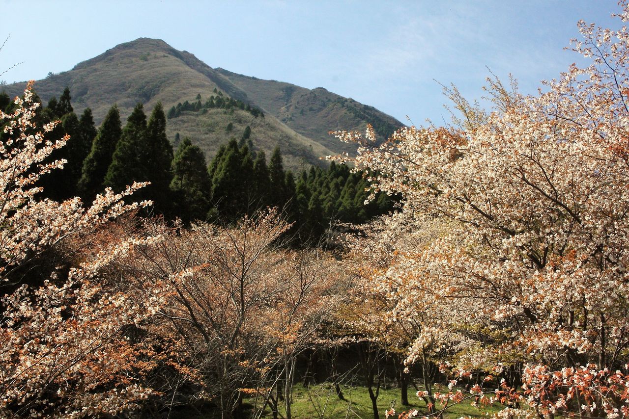 くたみ岐れの山桜とスミレたち 18 やまやま再発見 くたみ岐れの山桜とスミレたち 18 やまやま再発見