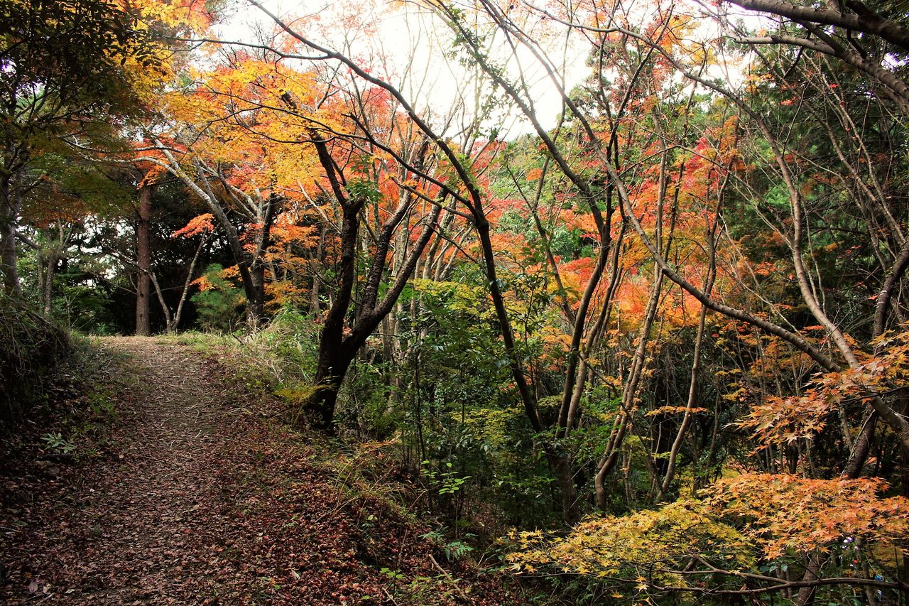 紅葉の白馬渓から水ヶ城山へ 後編 やまやま再発見