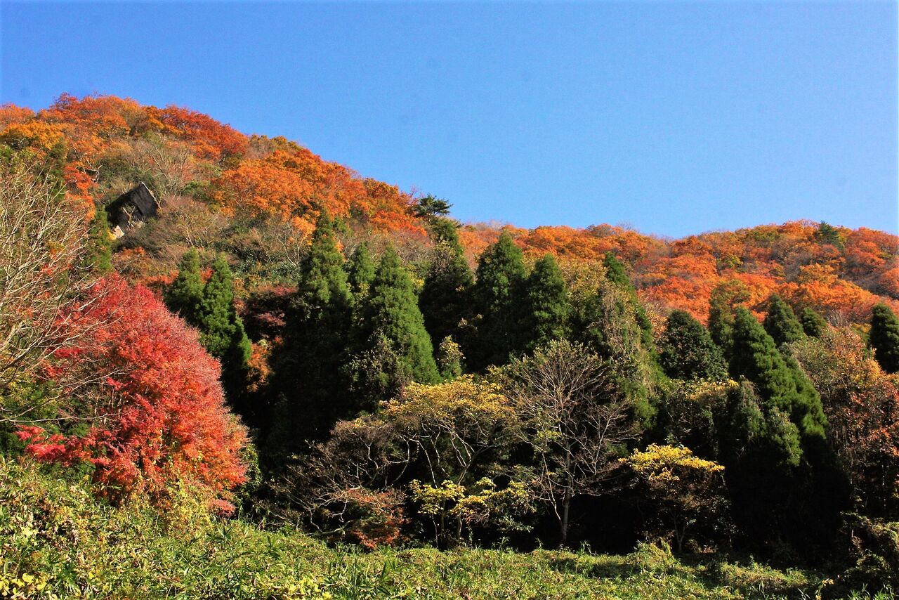 晩秋の高崎山で紅葉と展望を楽しむ やまやま再発見 晩秋の高崎山で紅葉と展望を楽しむ やまやま再発見