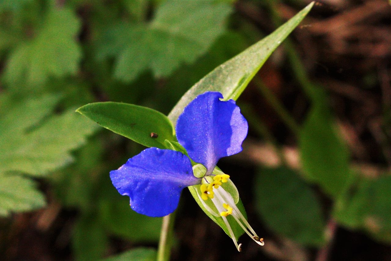 平成森林公園 さくら園で秋の花探し やまやま再発見