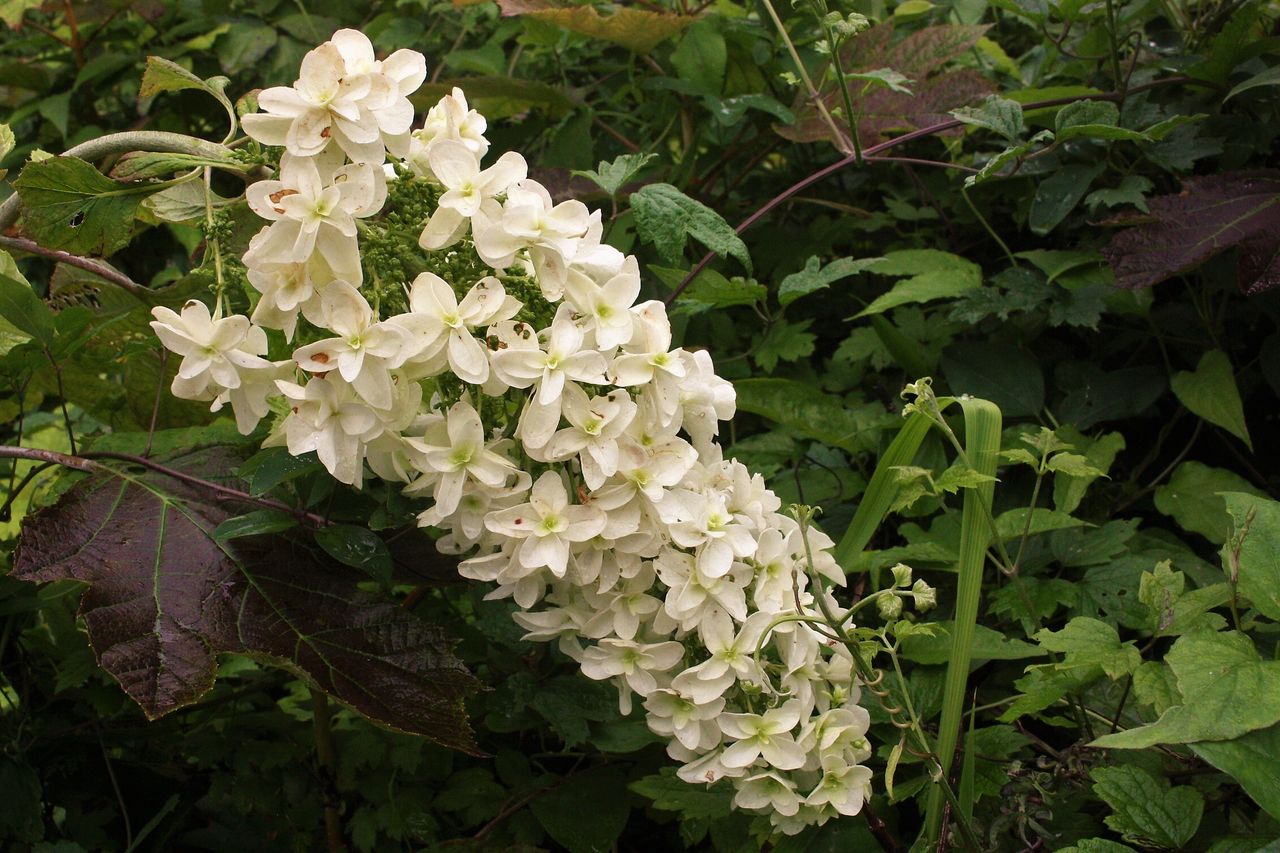 平成森林公園 ハーブとアジサイを楽しむ 19 やまやま再発見