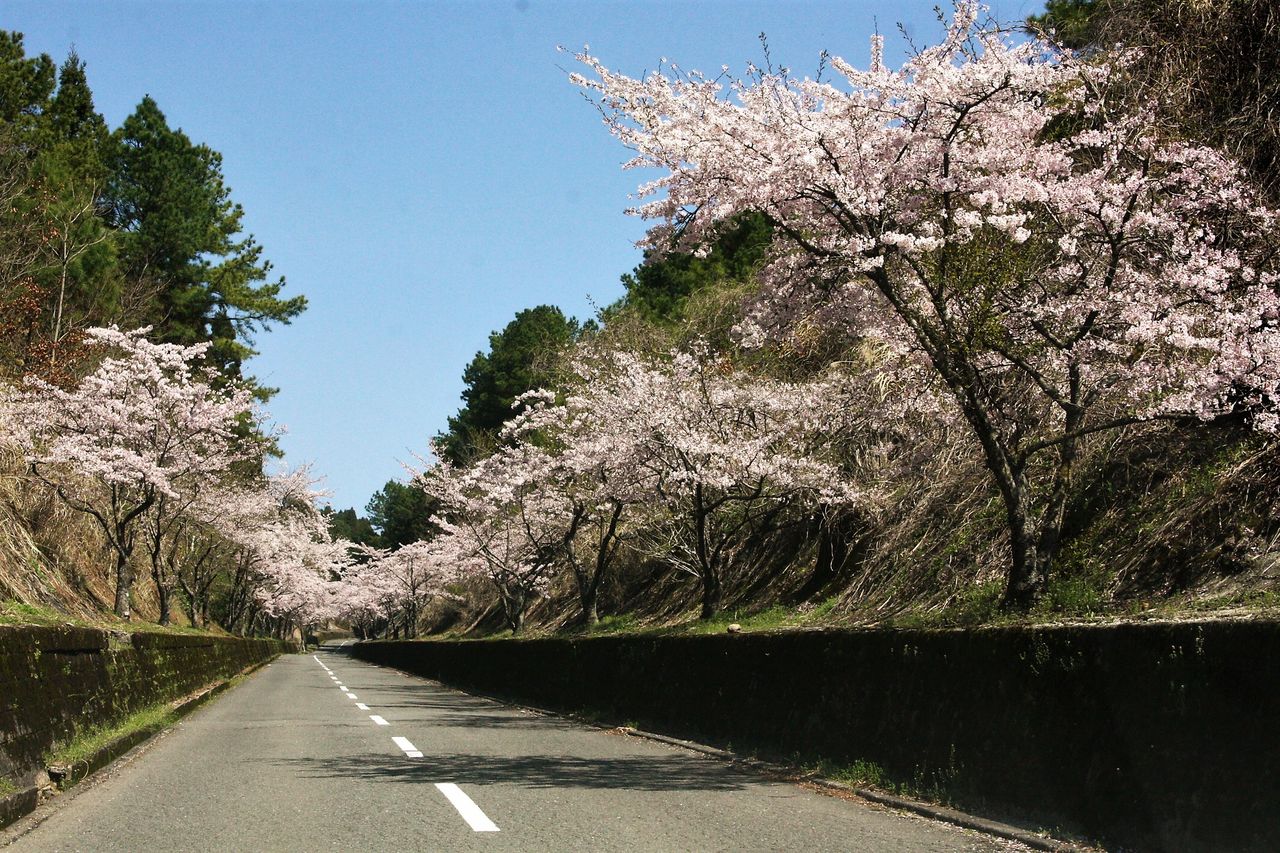 志高湖 桜満開 (2017) : やまやま再発見