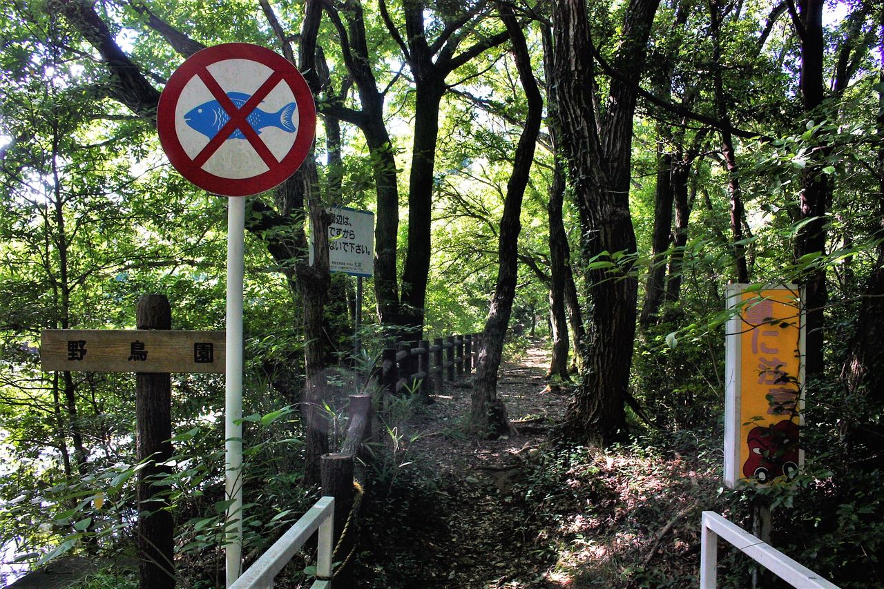 高尾山自然公園の4つの池をめぐる やまやま再発見 高尾山自然公園の4つの池をめぐる やまやま再発見