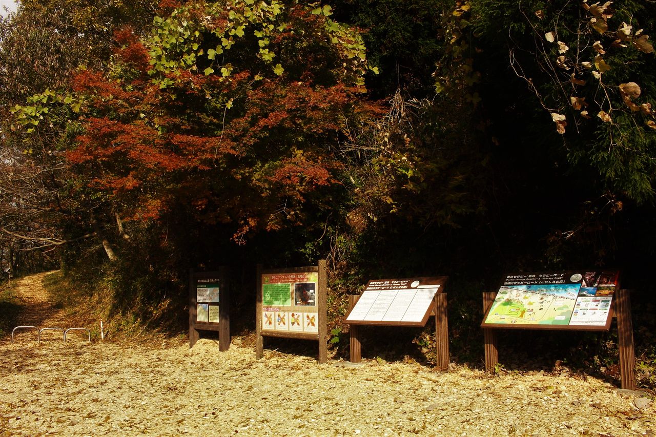 高崎山 鮮やかな紅葉に包まれて やまやま再発見 高崎山 鮮やかな紅葉に包まれて やまやま再発見