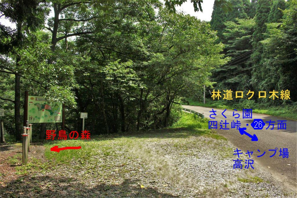 平成森林公園 野鳥の森 真夏の静けさの中で やまやま再発見 平成森林公園 野鳥の森 真夏の静けさの中で やまやま再発見