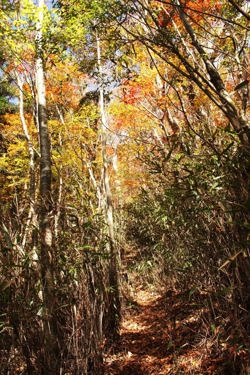 三尖 黒岳 親父山 紅葉めぐり やまやま再発見 三尖 黒岳 親父山 紅葉めぐり やまやま再発見