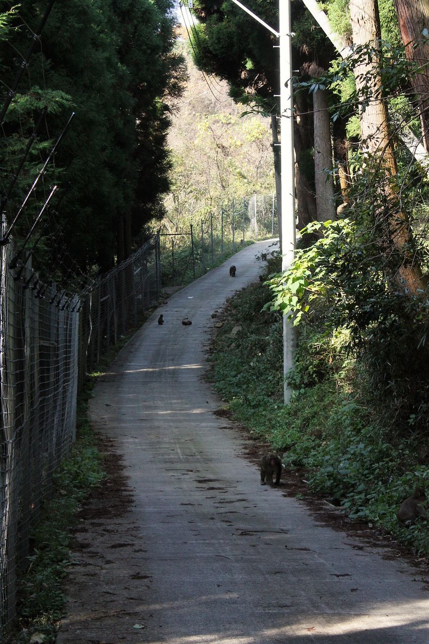 お猿さんと登る紅葉の高崎山 やまやま再発見 お猿さんと登る紅葉の高崎山 やまやま再発見