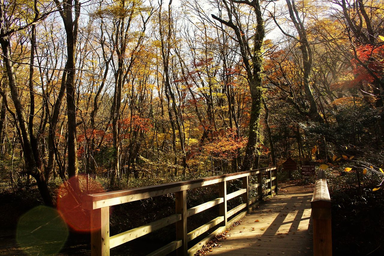 紅葉の男池から冬枯れの平治岳へ : やまやま再発見