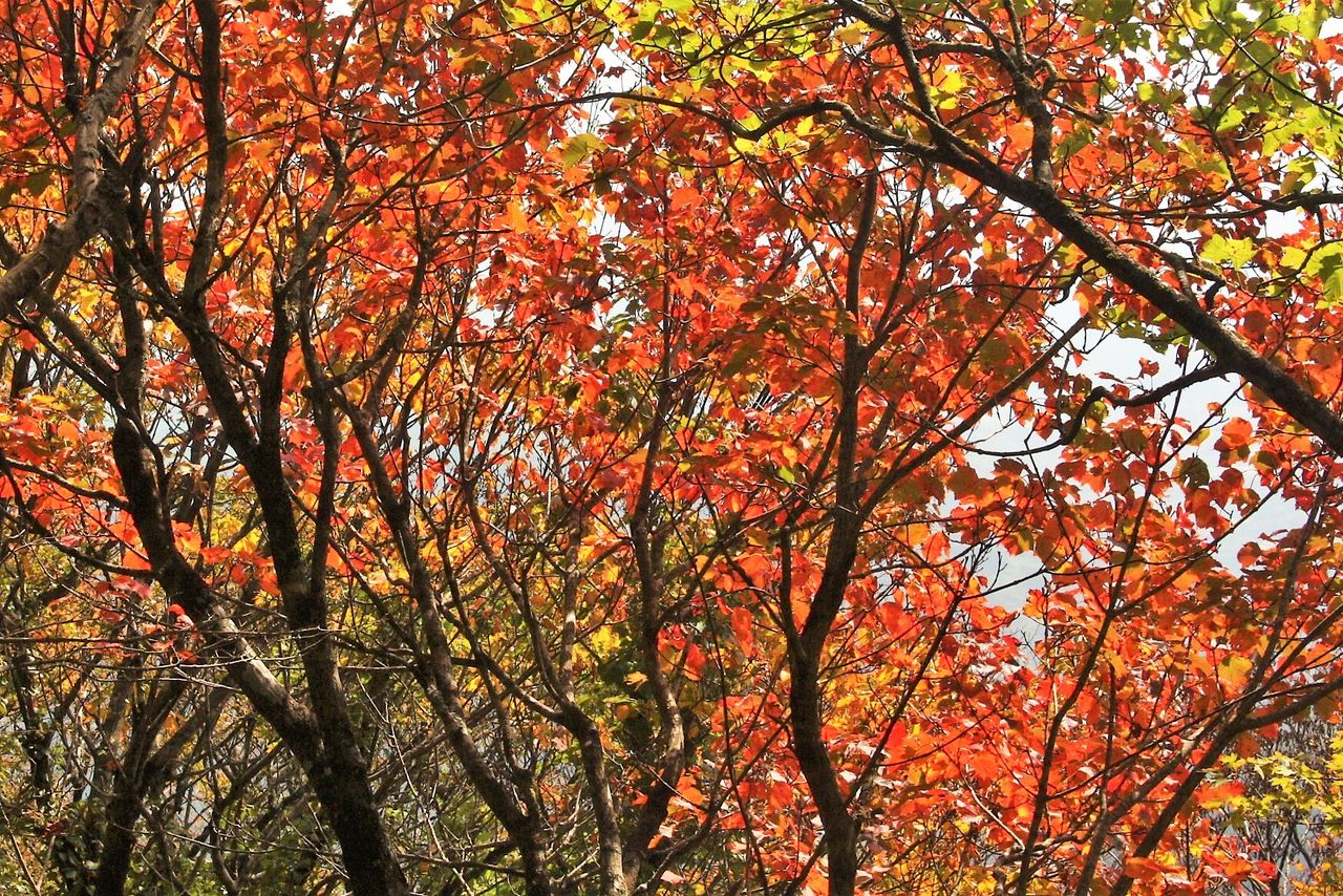 御嶽権現社から紅葉の鶴見岳山頂へ やまやま再発見 御嶽権現社から紅葉の鶴見岳山頂へ やまやま再発見