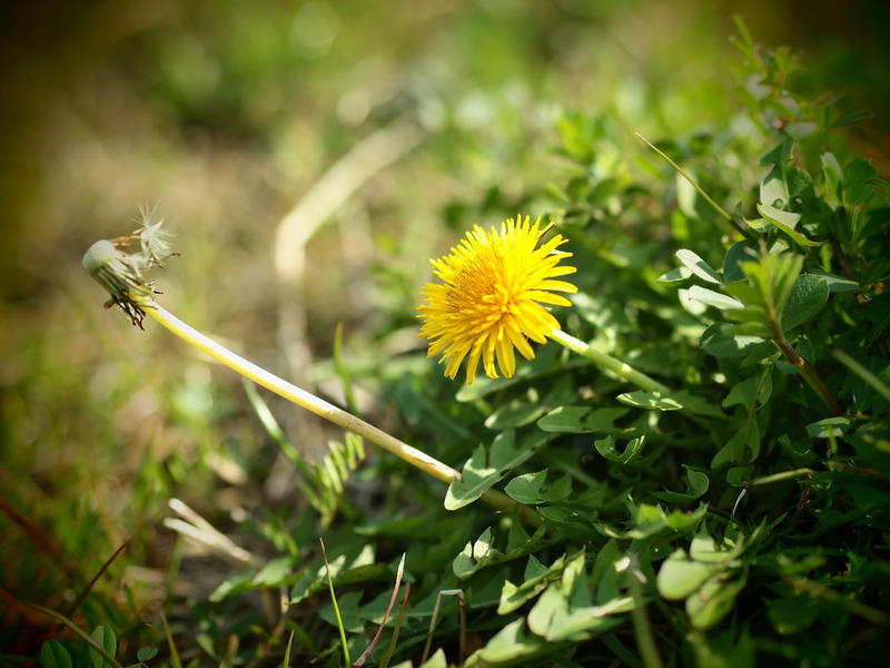 NO BORDER Vernal flowers