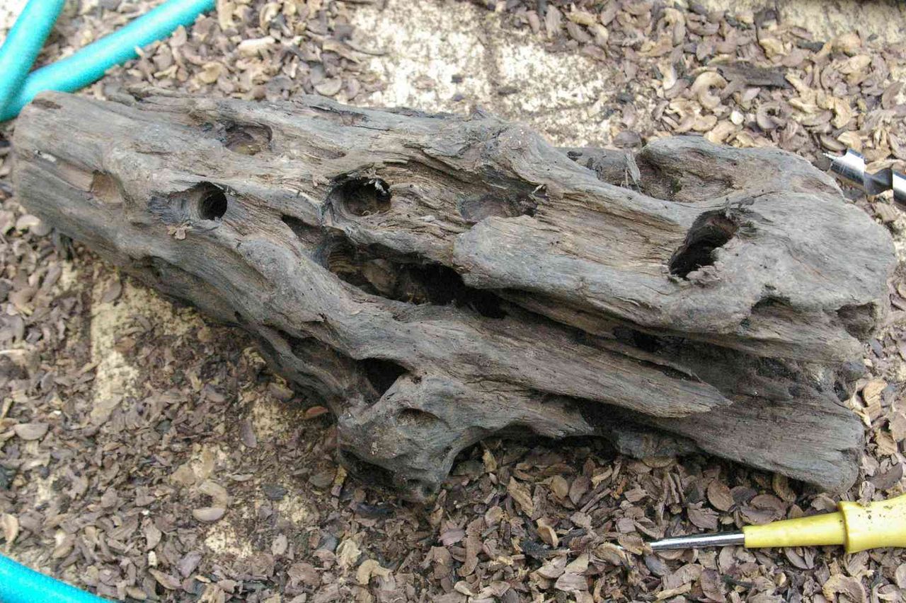 クワリウム更新 海が好き 動物が好き 家の工事も好き クワリウム更新 海が好き 動物が好き 家の工事も好き