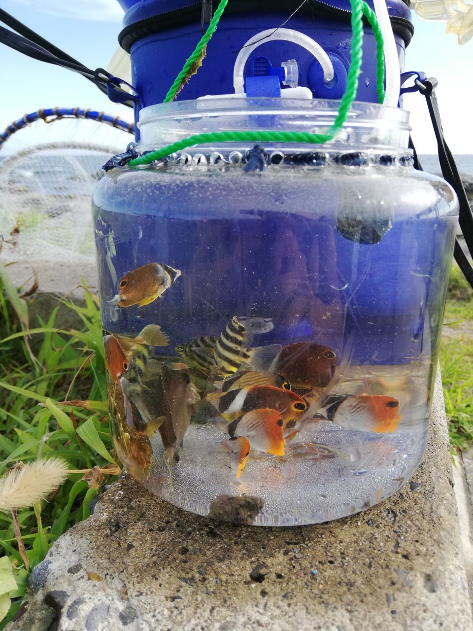 磯採取 海が好き 動物が好き 家の工事も好き