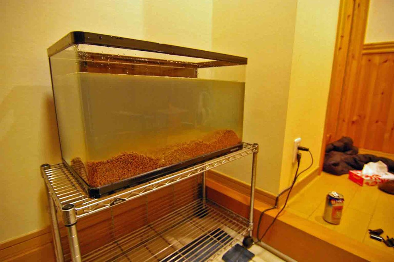 09年12月 海が好き 動物が好き 家の工事も好き