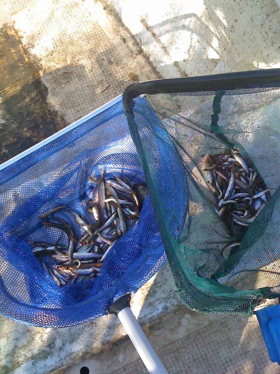 11年01月 海が好き 動物が好き 家の工事も好き