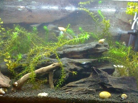水質改善 Ph測定器購入 海が好き 動物が好き 家の工事も好き