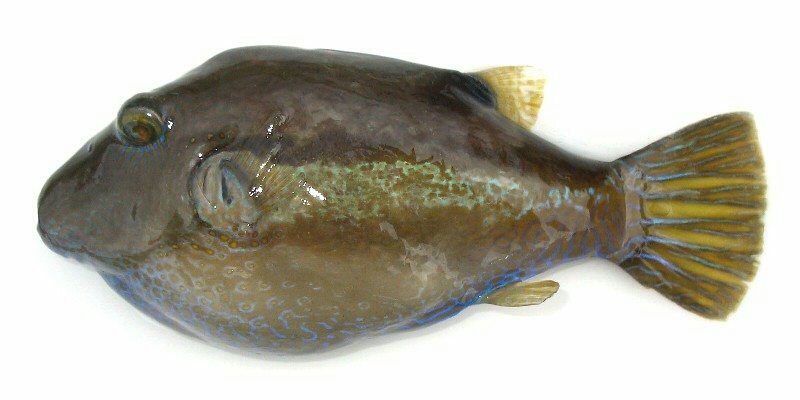 毒魚 キタマクラ 駆け出し釣師インドア派