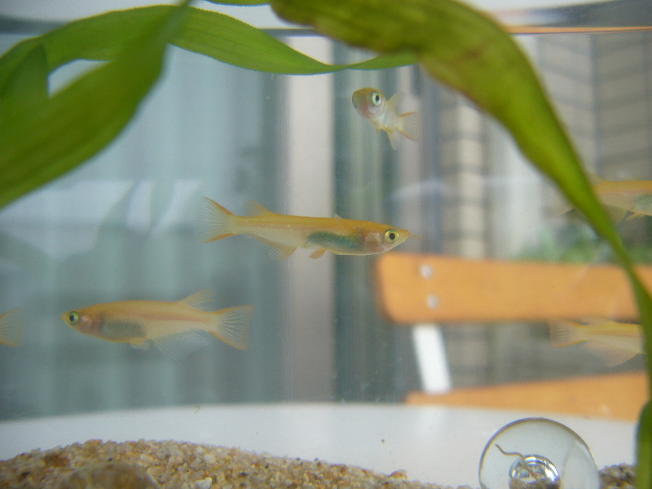 メダカ飼育 グリーンのある生活