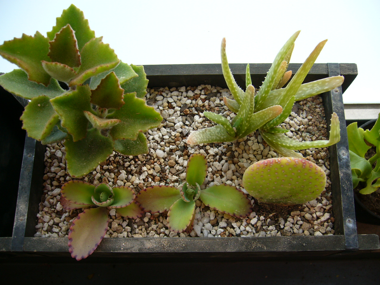 多肉植物 寄せ植え グリーンのある生活