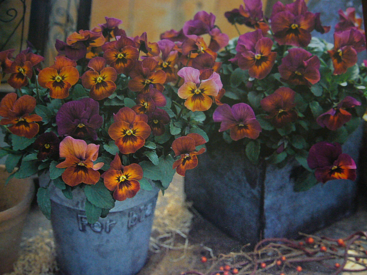 パンジーf1ナチュレ苗3種b Fodexpo Com Co