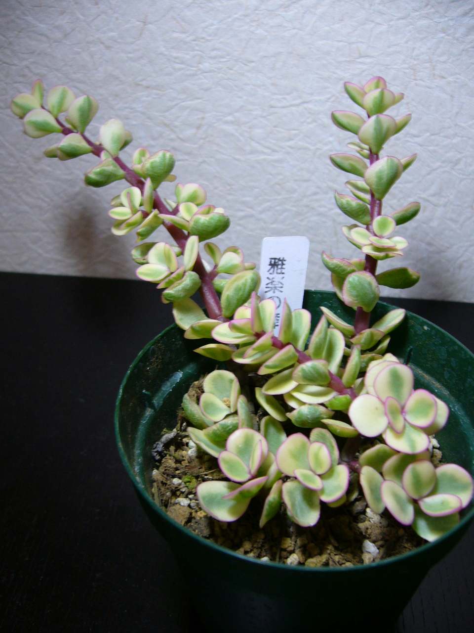 グリーンのある生活 多肉植物
