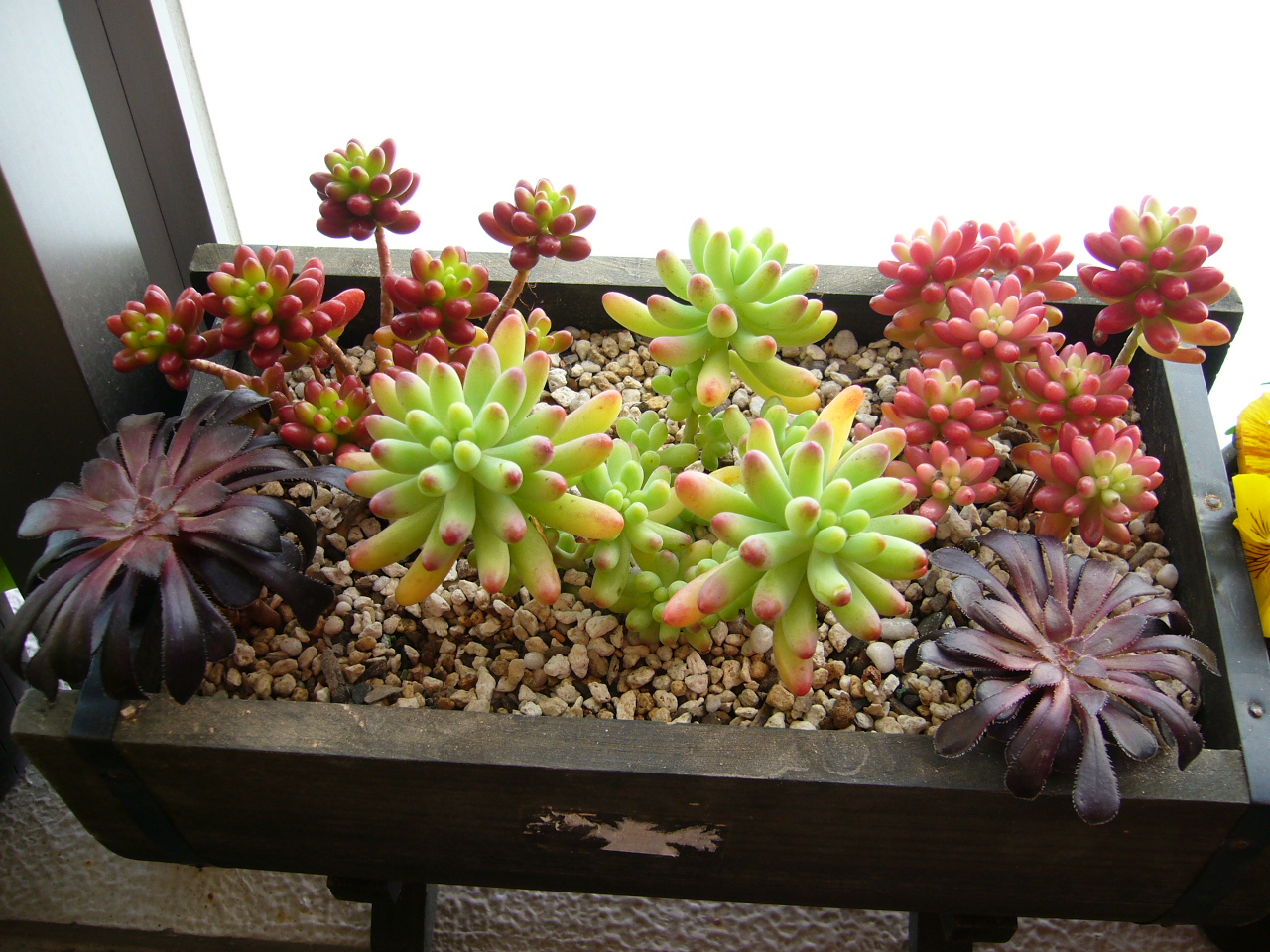 多肉植物 寄せ植え グリーンのある生活