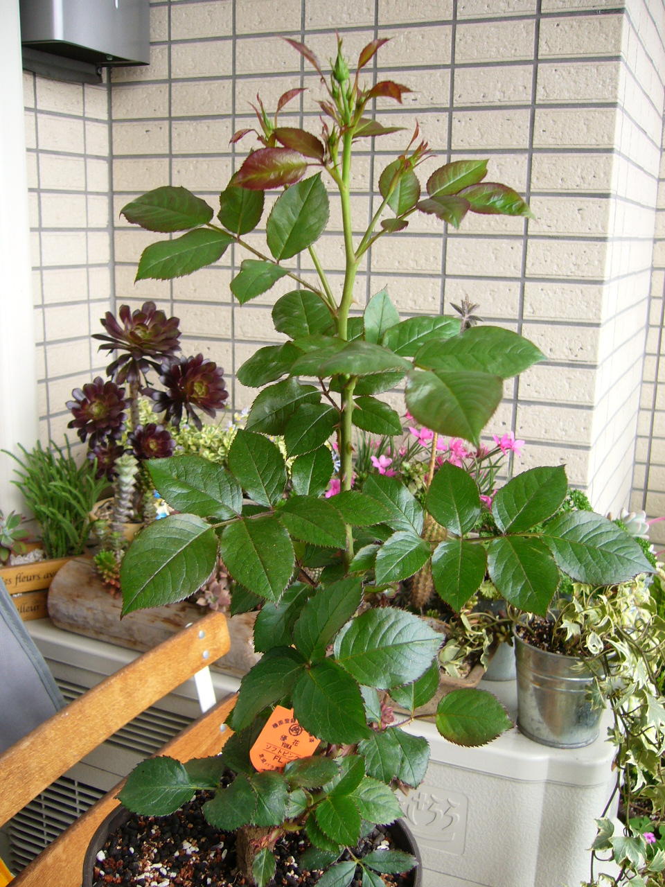 ミニバラ 優花 グリーンのある生活