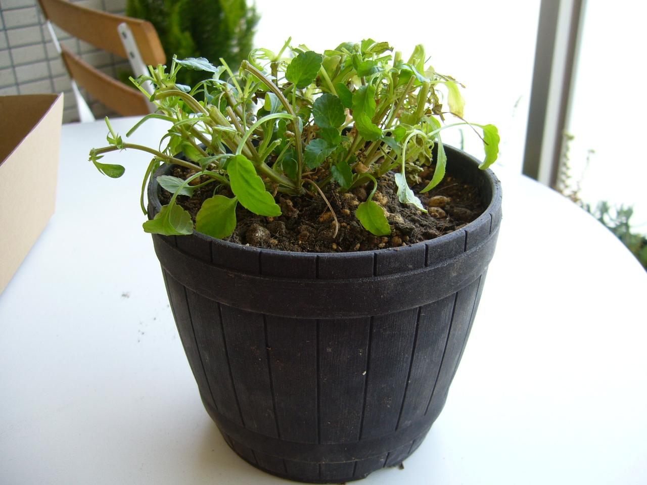 ビオラ苗の切り戻し作業 グリーンのある生活