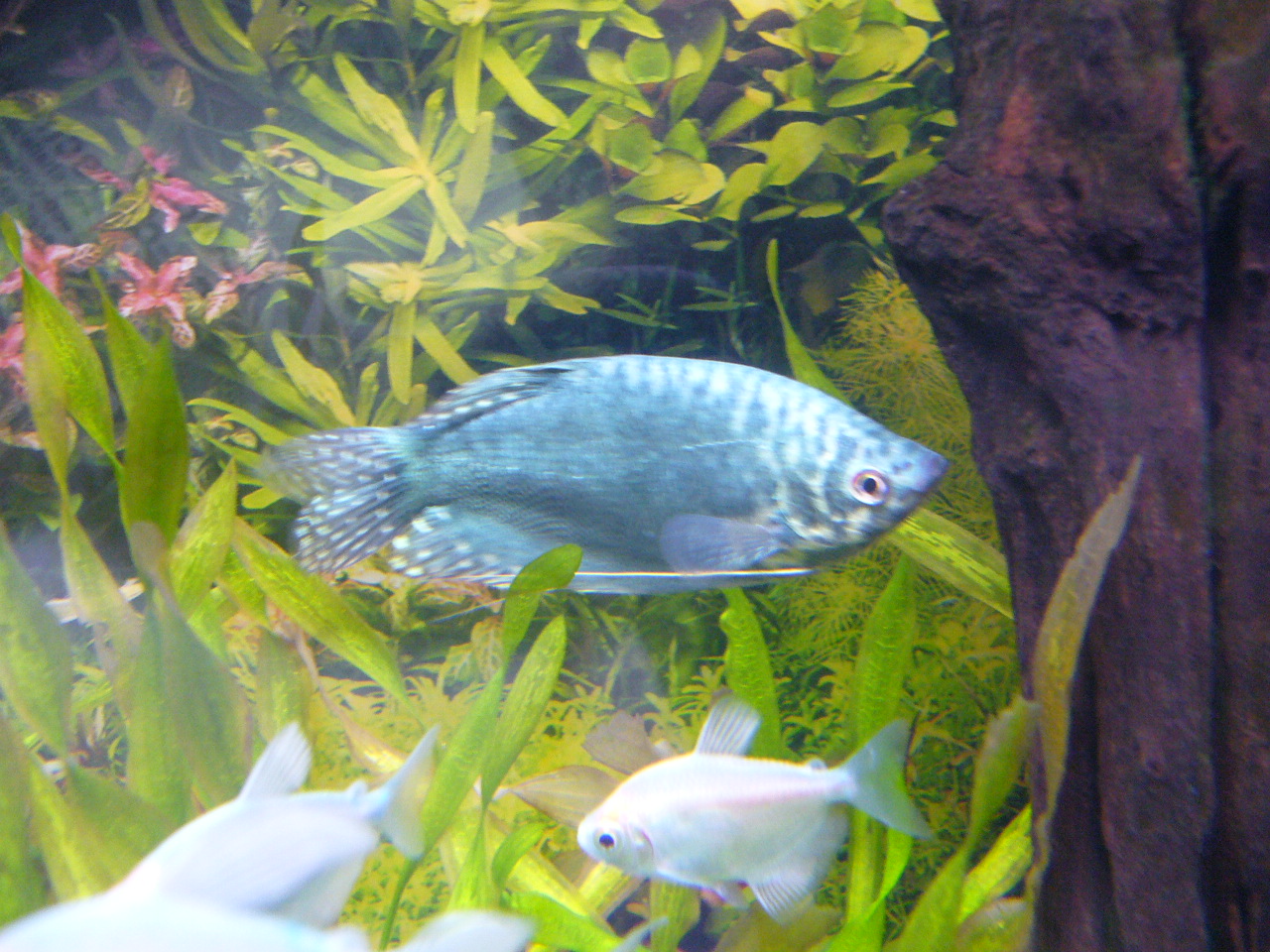 グラミー飼育 グリーンのある生活