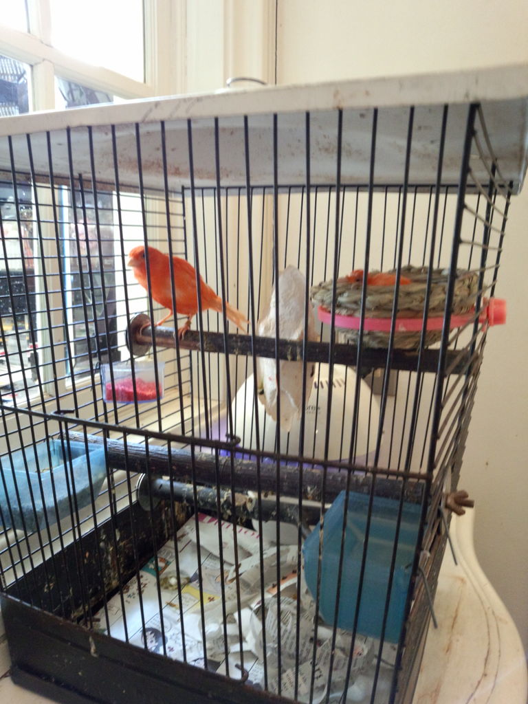 スカーレットの小鳥 加古川 ジュン コスメハウス日記