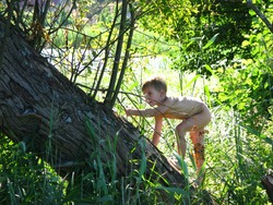 nature_angelboy_forest01