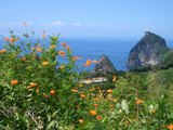 海とお花