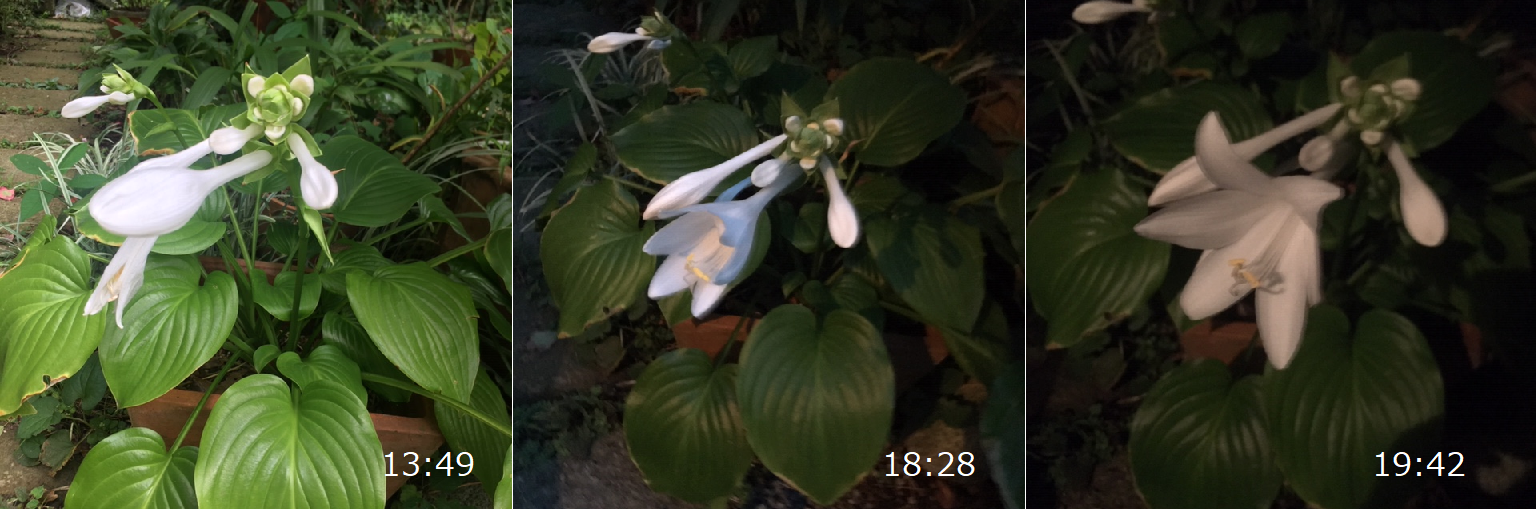 処暑の庭 庭食亭日記