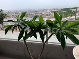 puru