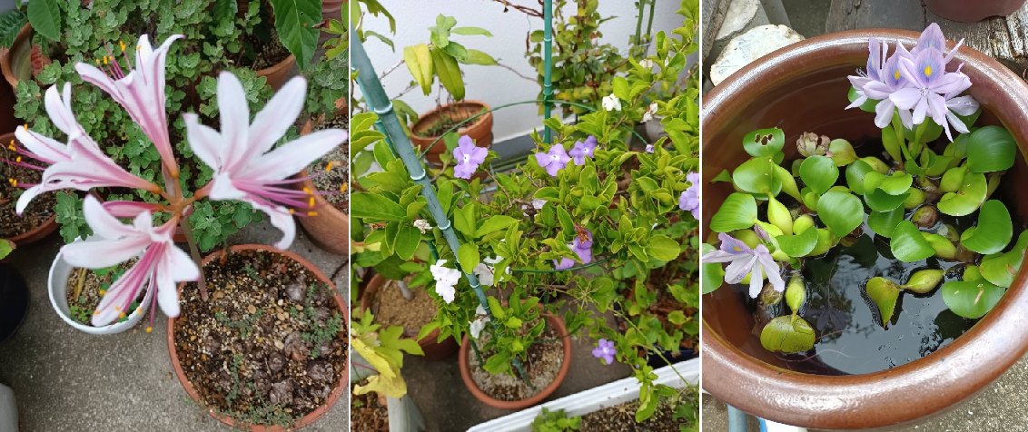 処暑の庭 庭食亭日記