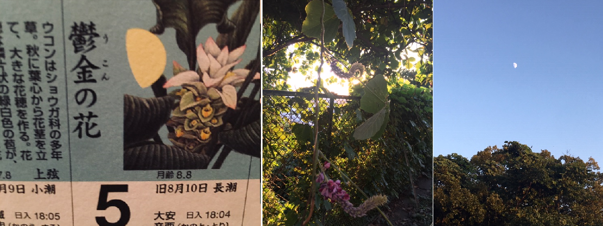 月齢 8 8 庭食亭日記