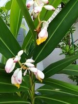 はな3