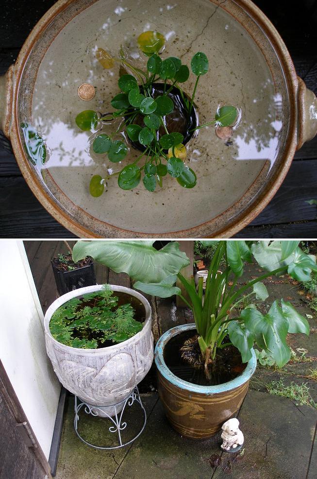 新発見 電撃 蚊撃退作戦 庭食亭日記