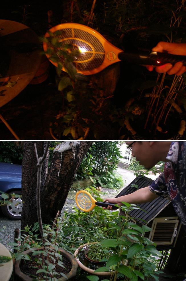 新発見 電撃 蚊撃退作戦 庭食亭日記