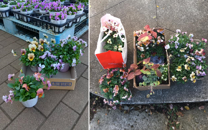 寄せ植えが出そろいました 庭食亭日記