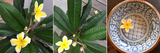 puru5