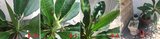 puru2