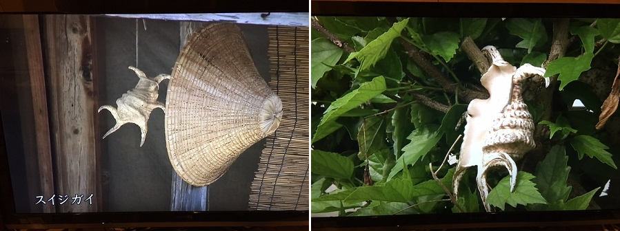 貝と線香 : 庭食亭日記