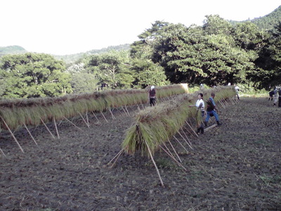 P1002463