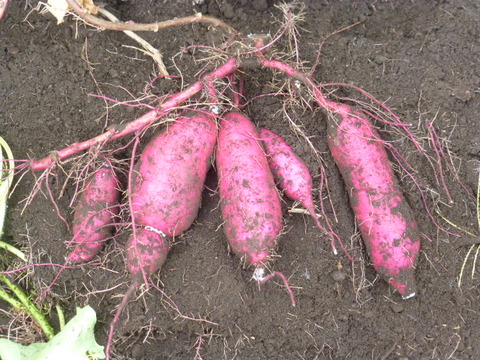 P1240778