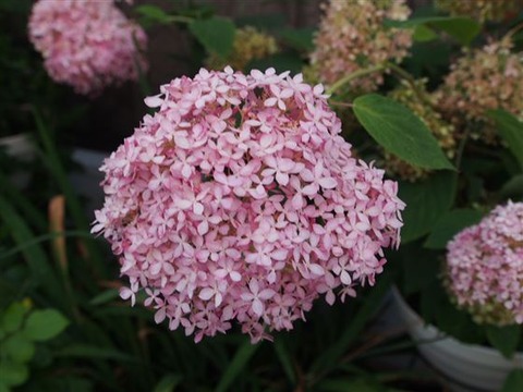 P6241036