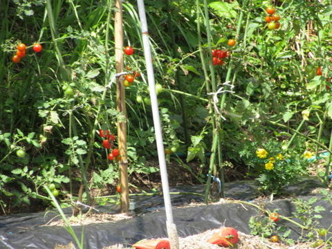 IMG_00570001