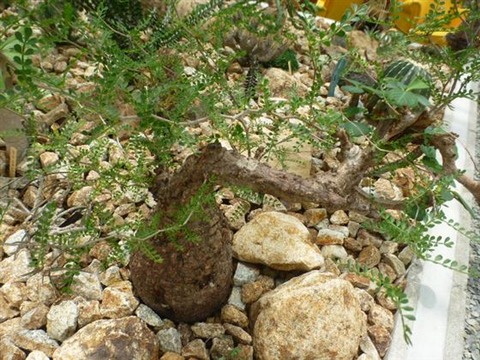 P1240001