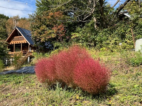 IMG_9254-2025.11.1コキア