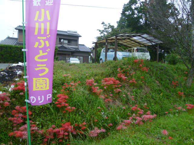 イメージ 1